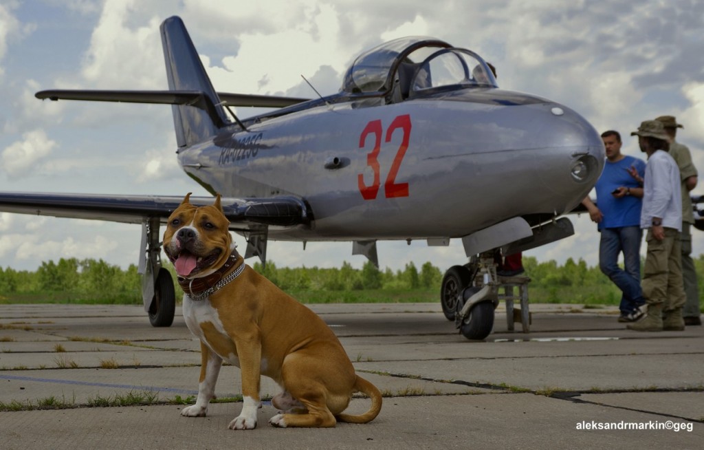 plane-dog